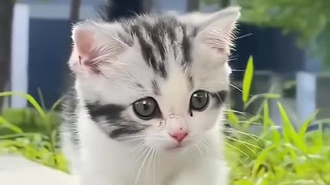 Lovely cat 🥰🥰🥰