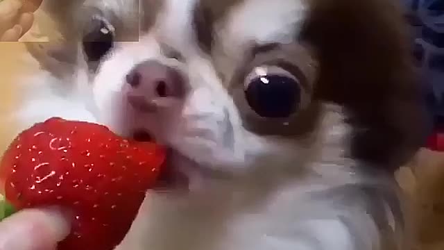 Cute puppy eating strawberry