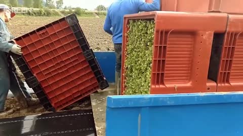 Panen Anggur Kualitas Super | Proses Pembibitan