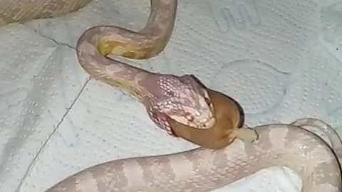 SnakE vs SausagE. Not a happy ending for me))))