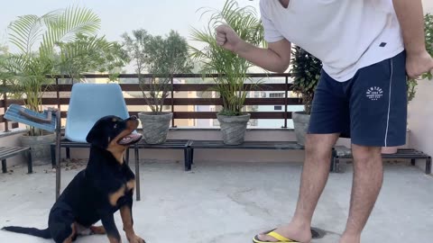 Funny Animal - Dog Training - Order obeying