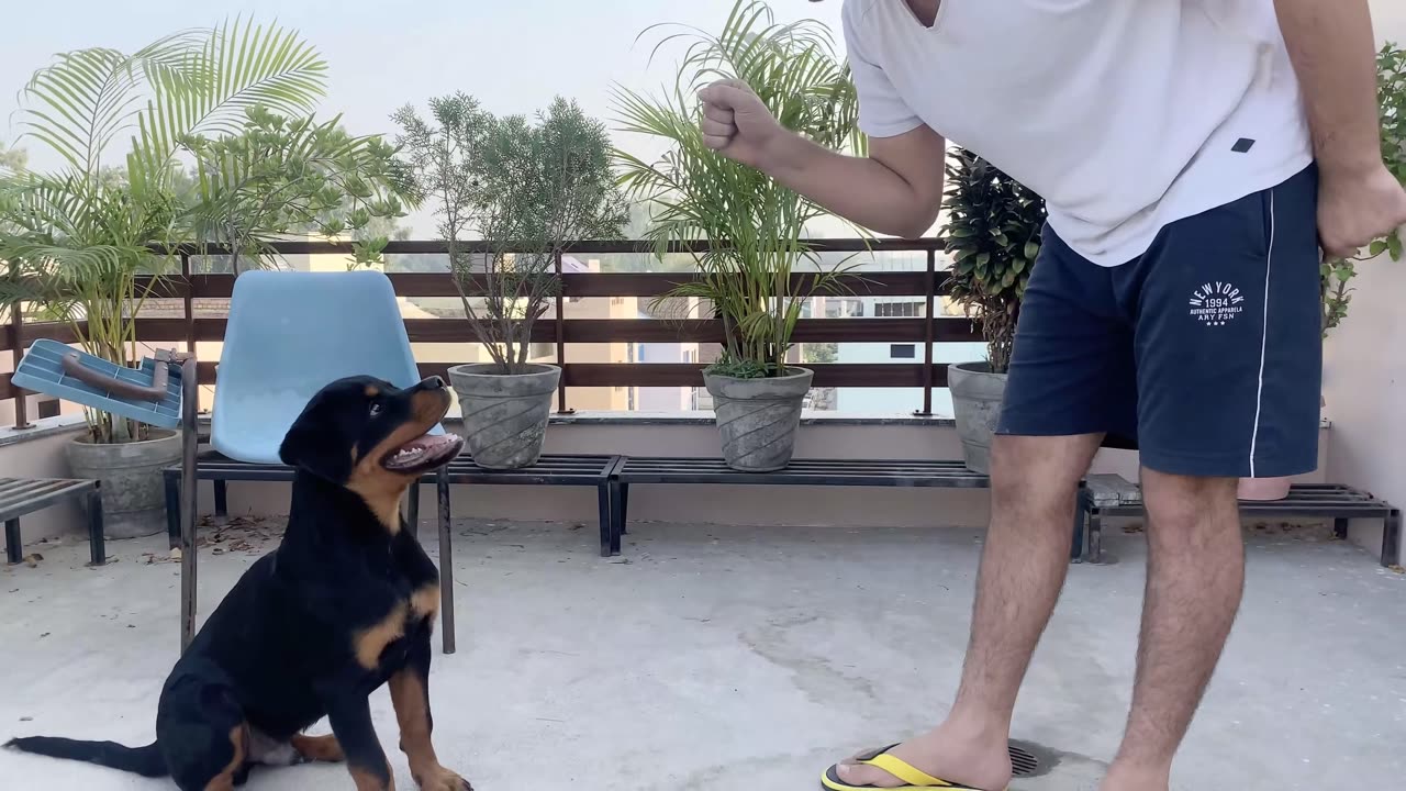 Funny Animal - Dog Training - Order obeying
