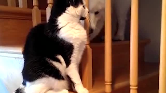 Dogs And Cats Who Love Each Other