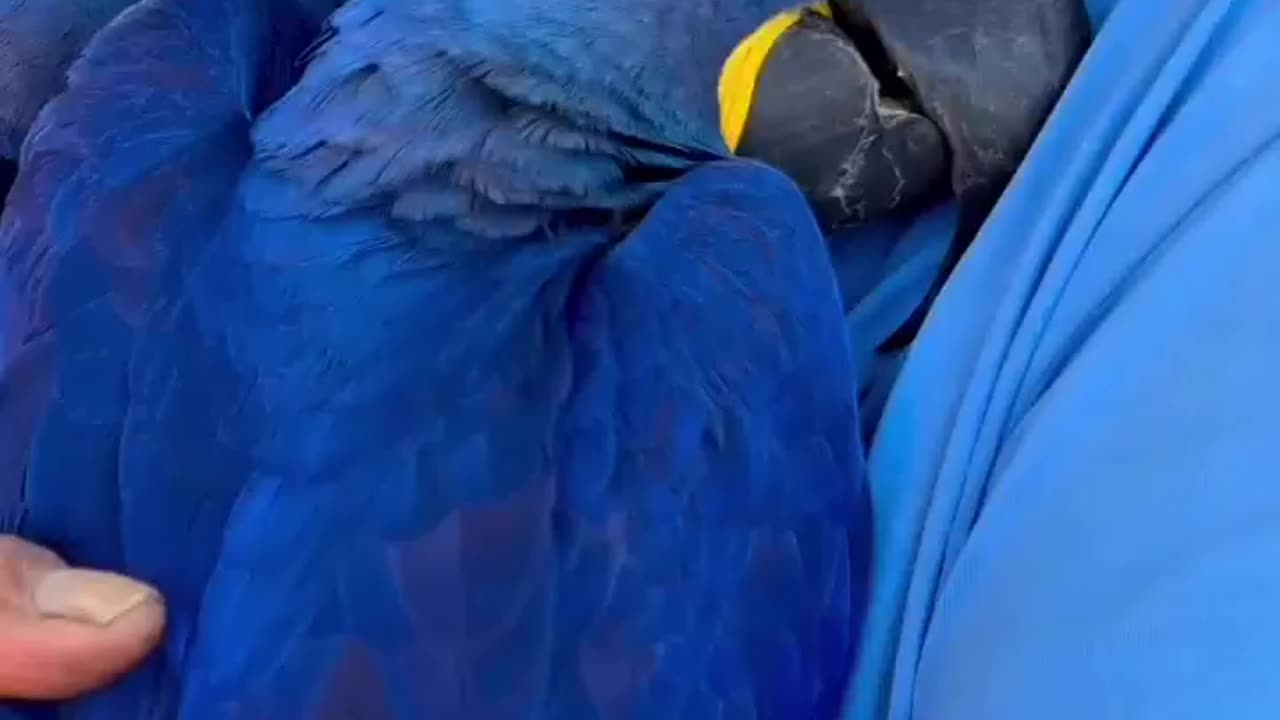 Despite their huge size & powerful beak the hyacinth ara is a very friendly 🦜they need attention & are very attached to humans