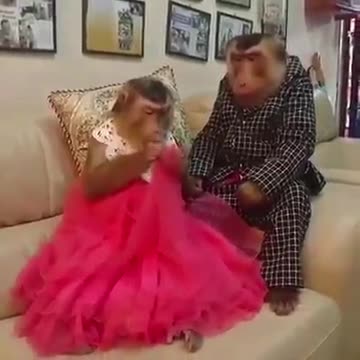 Funny shot of monkey marriage