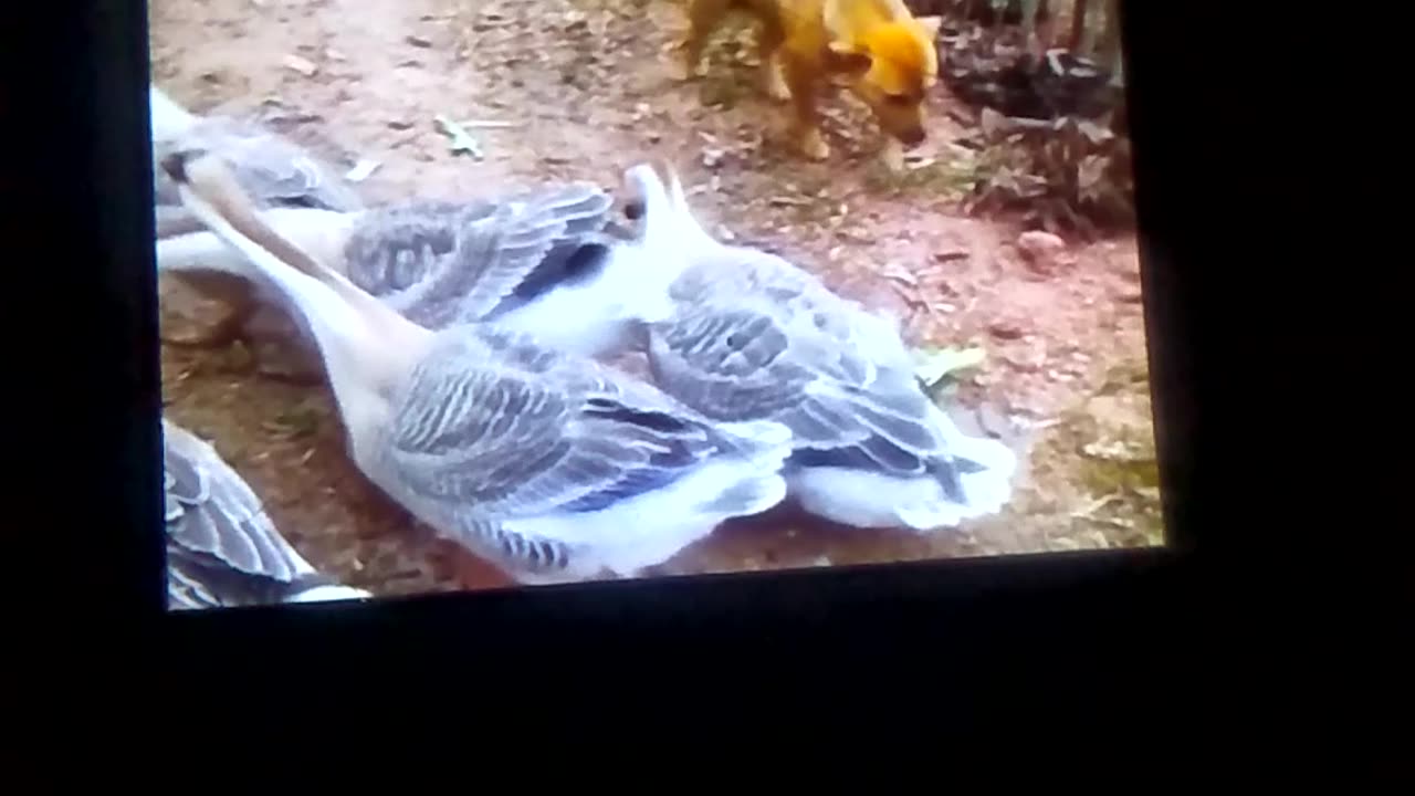 Dog and birds friendship so charming