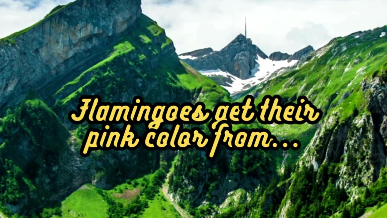 Animal Facts Flamingo Color Source #shorts