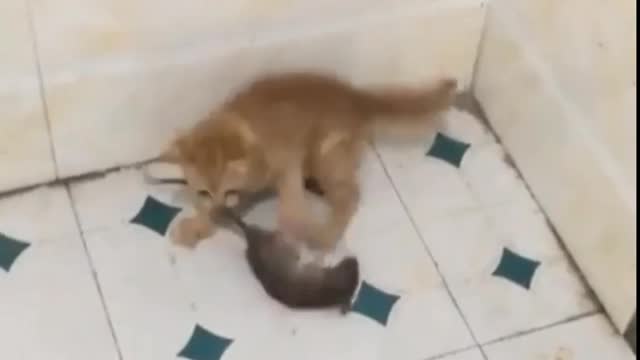 Cat & Rate fighting enjoy now. #viral_video #funny_cat