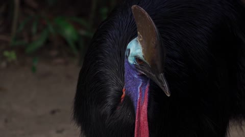 Southern Cassowary