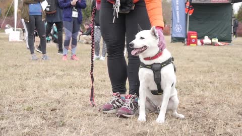 🐕 Basic Dog Training – TOP 10 Essential Commands Every Dog Should Know!