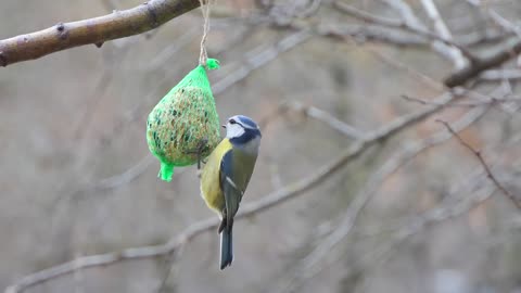 BIRDS | VERTEBRATES | MEAL | - (Royalty Free Video)