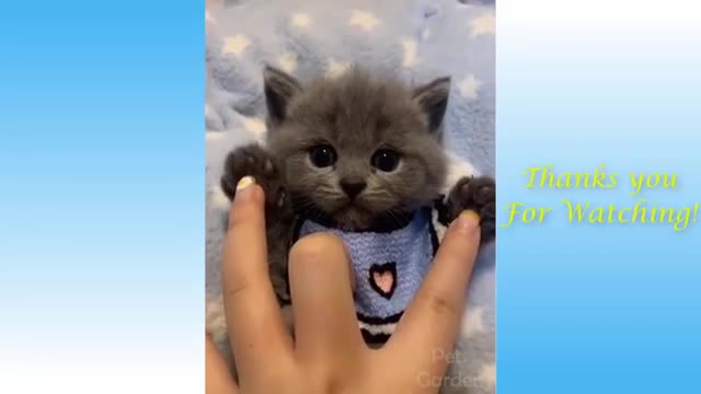 CUTE & Funny pets VIDEOS