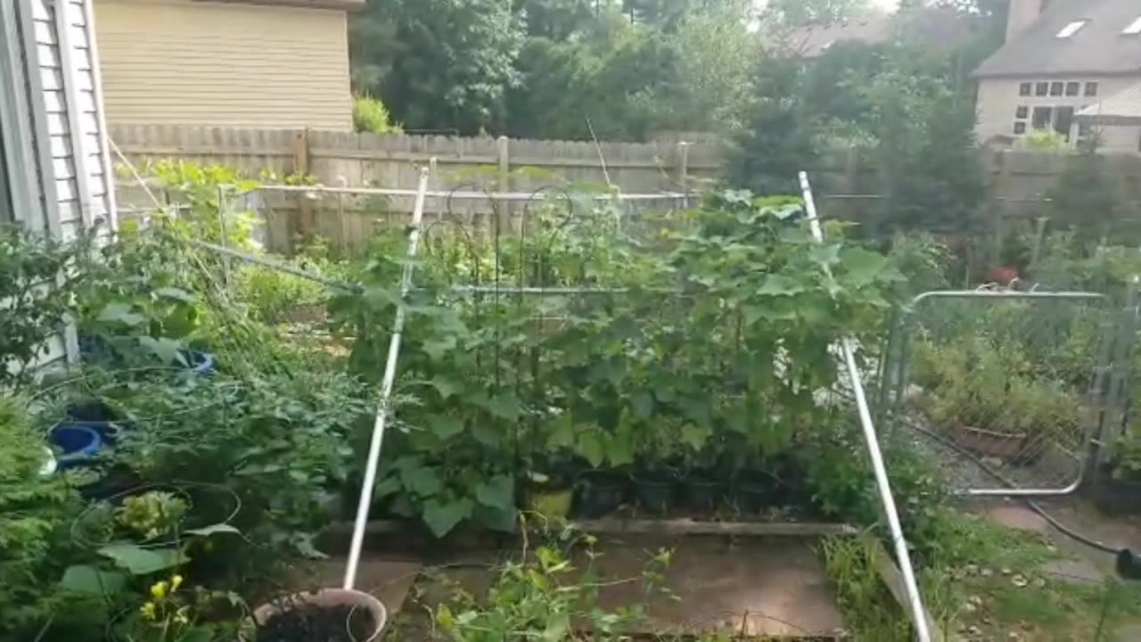 Gardening || Gardening at home || fresh vegetables || healthy foods || planting