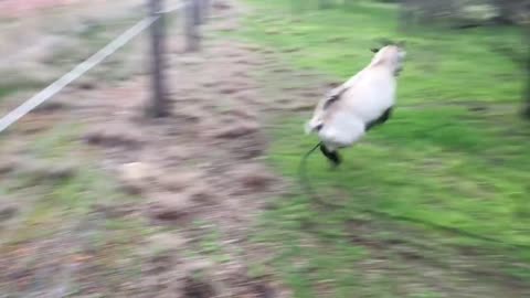 Electric fence vs Goat!!!