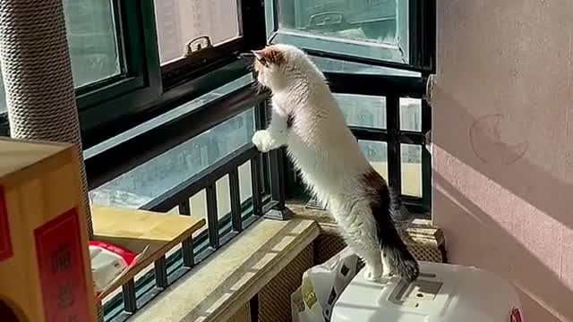 Cute and Funny Animals Compilation