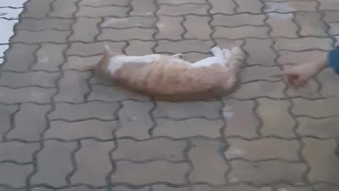 South Korea, the cat I met in Gyeongju