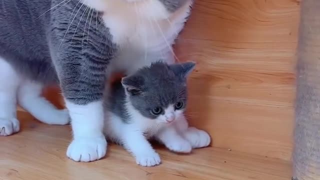 Funny Animals laughing video