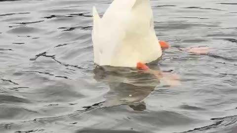 Duck diving in the water