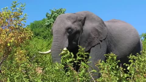 wild animals