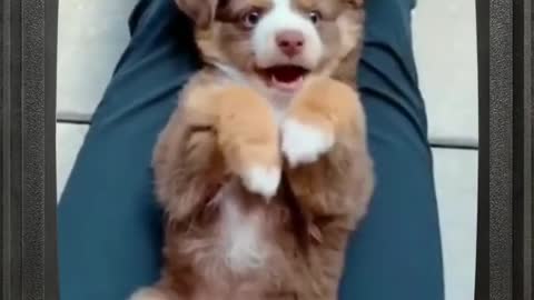 Playing With A Cute Dog #Shorts