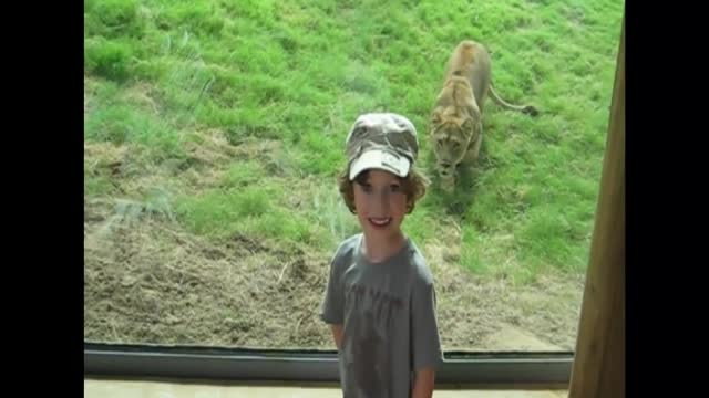 Toddler shocked when Tiger attacked on him