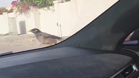 Bird Enjoying Car Ride