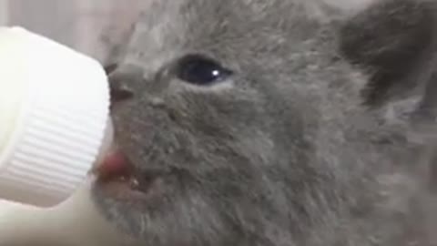 cute and funny animals - watch now