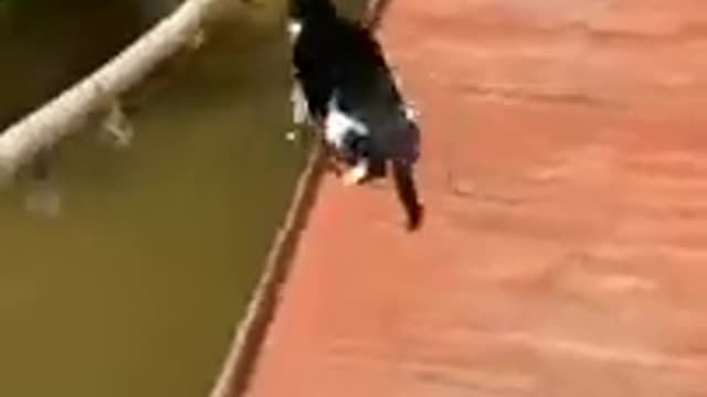 Most Viral DOGS on the internet! 🐶 Ultimate Funny Dogs Compilation! 🐶