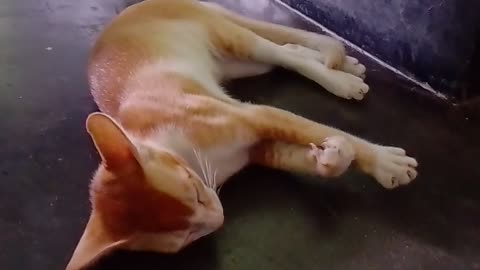 See the cat has fallen asleep and can't be pulled out