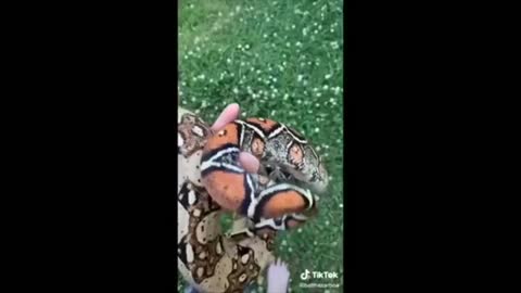 Snake Side Of Tiktok