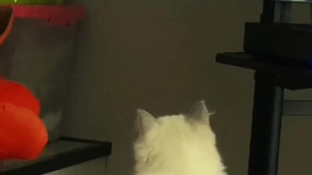 I'm the one who adopted the cat