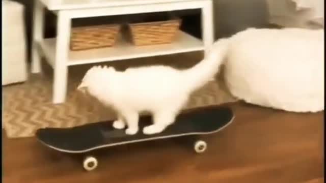 Funny cat Animal/ cute animal