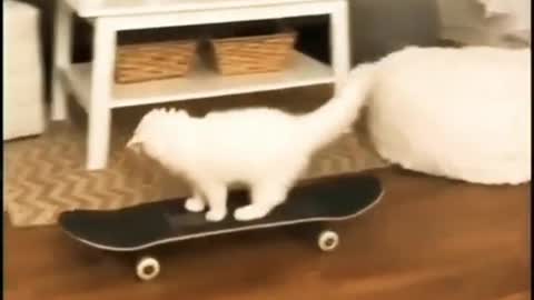 Funny cat Animal/ cute animal