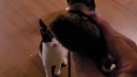 Memphis playing fetch