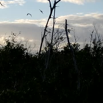 Freedom Kites returned to the patriot pine