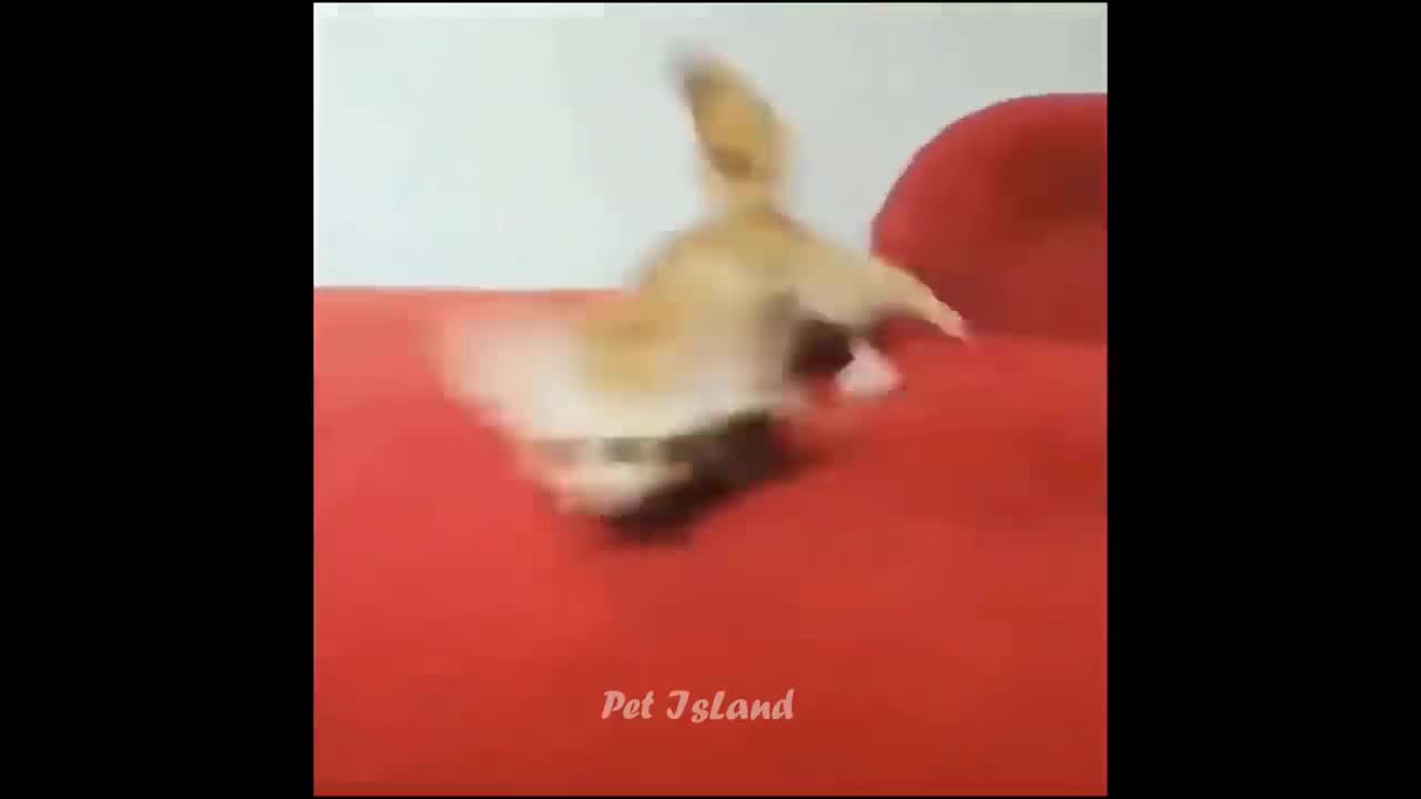 Try Not To Laugh - Funny Panda | Pets Island