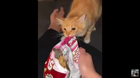 Funny Animal Videos 😂 Try Not to Laugh PART 8