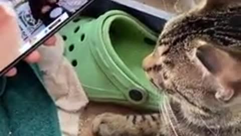 Gatinho no ritmo😹😀🎶🎶