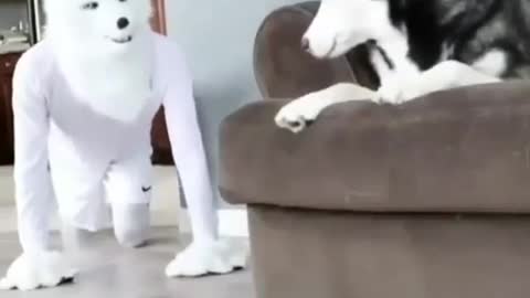 Funny moments with Husky dog _ husky dog funny video(720P_HD)