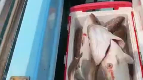 Big Fish! Best Ocean Fishing Video 🐟 #shorts
