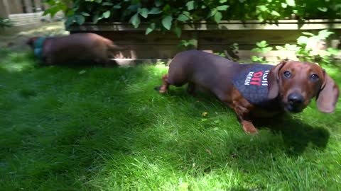 #3#2 most aggressive dog breed
