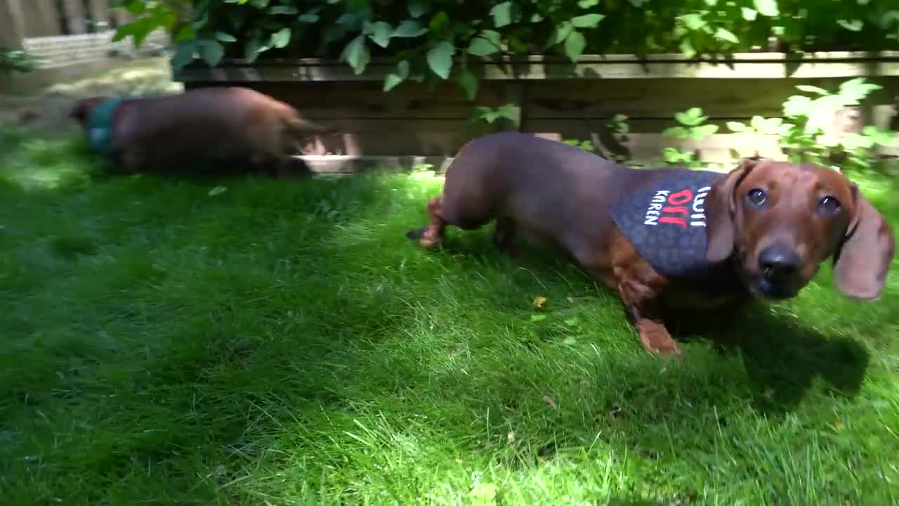 #3#2 most aggressive dog breed