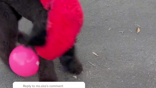 Dog cruise