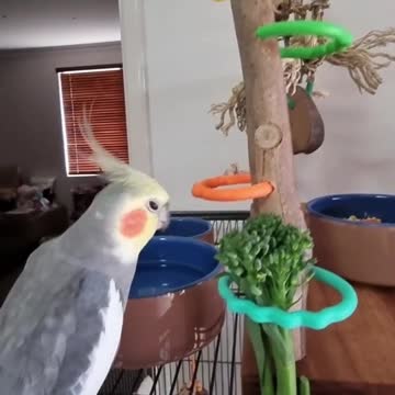 The cockatiel bird eats its morning food in an amazing way