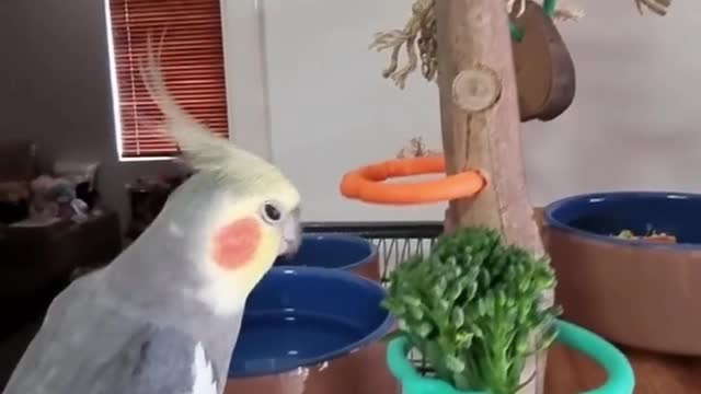 The cockatiel bird eats its morning food in an amazing way