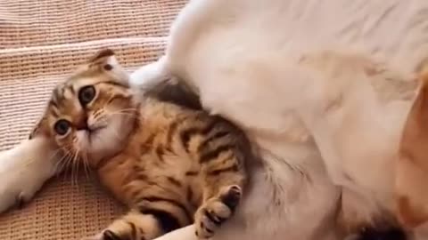 Dog Joking Cat