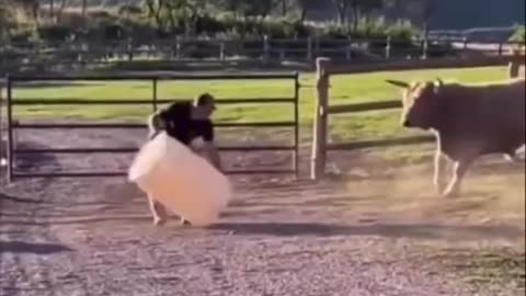 bull fun