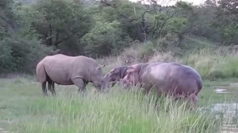 Power of Crazy Hippo - wide mouth Hippo bites everything it sees-19