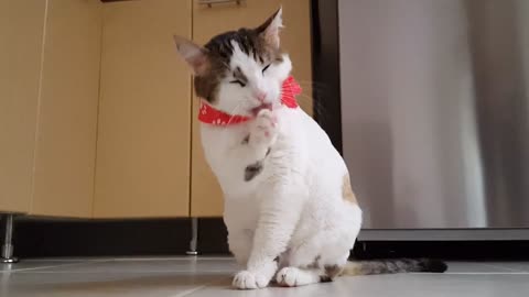 funny cat video part 1