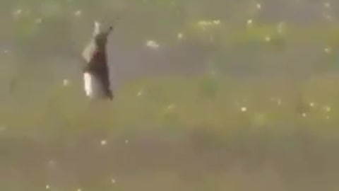 Funny animaux